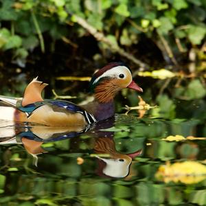 Mandarin Duck