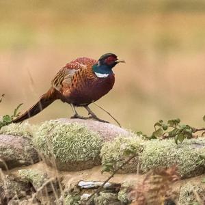 Common Pheasant