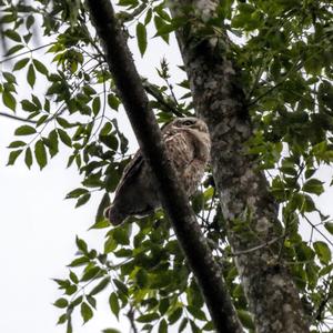 Spotted Owlet