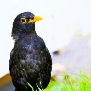 Eurasian Blackbird