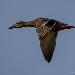 Stockente