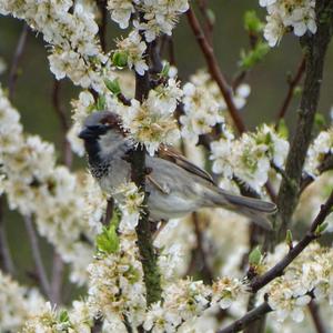 House Sparrow