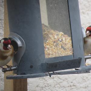 European Goldfinch