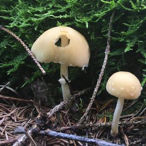 Psathyrella, Common