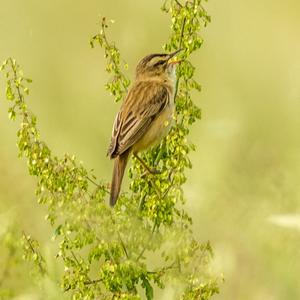 Sedge Warbler