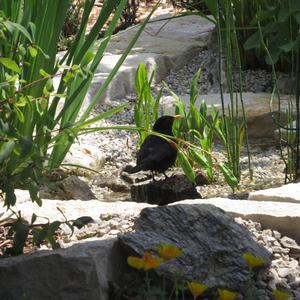 Eurasian Blackbird