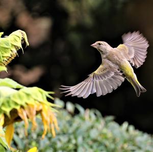 European Greenfinch