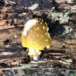 Fly Agaric