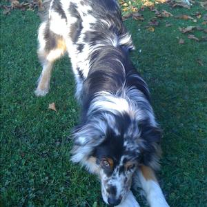 Australian Shepherd