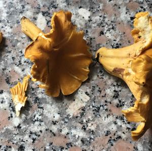 Chanterelle, Common