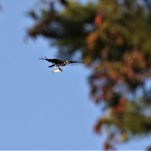 Osprey