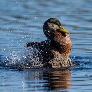 Mallard