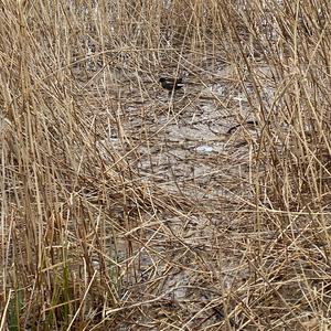 Common Moorhen