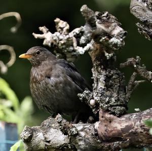 Eurasian Blackbird