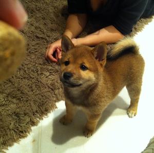 Shiba Inu