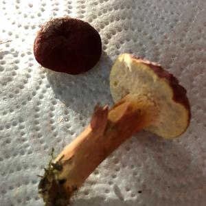 Bay Bolete