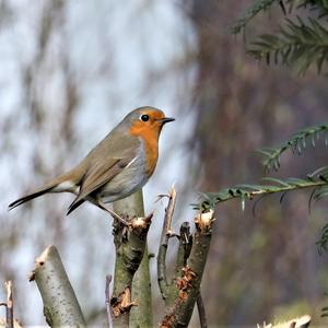 European Robin