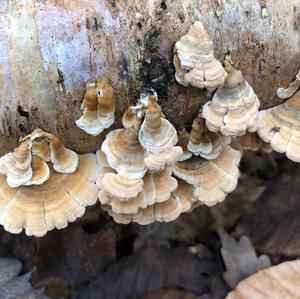 Crimped Gill