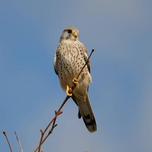 Common Kestrel