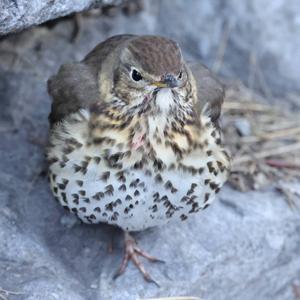 Song Thrush