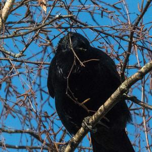 Carrion Crow