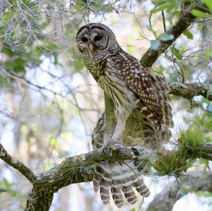 Barred Owl