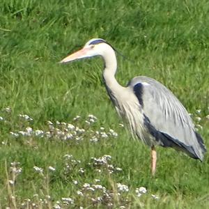 Grey Heron