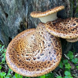 Dryad`s Saddle