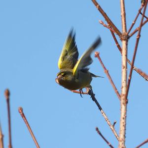 European Greenfinch