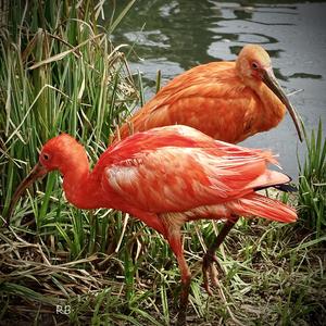 Scarlet Ibis