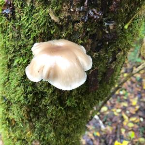 Oyster Mushroom