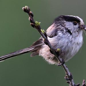 Long-tailed Tit