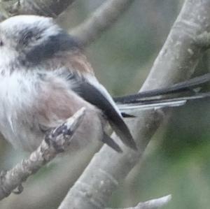 Long-tailed Tit