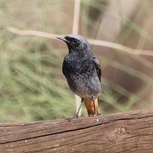 Black Redstart