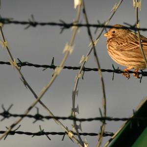 Corn Bunting