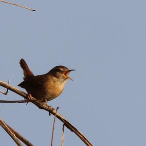 Winter Wren