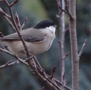 Marsh Tit