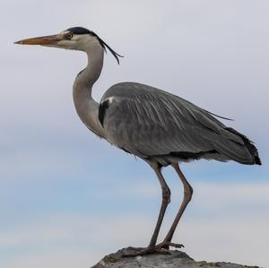 Grey Heron