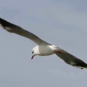 Black-headed Gull