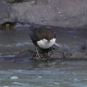 White-throated Dipper