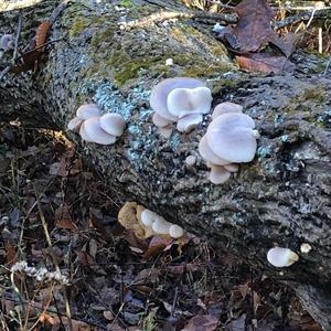 Oyster Mushroom