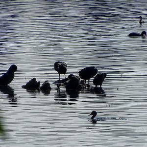 Common Coot