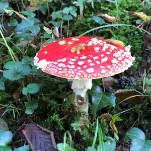 Fly Agaric