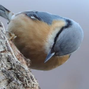 Wood Nuthatch