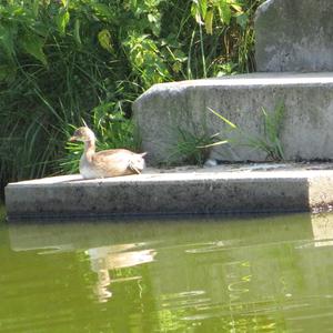 Little Grebe