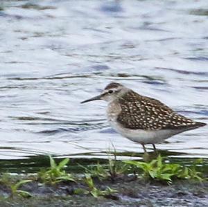 Wood Sandpiper