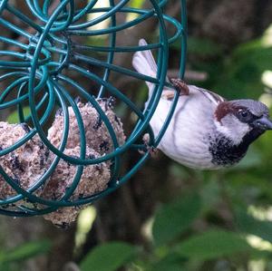 House Sparrow