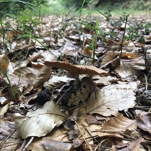 Fawn Mushroom