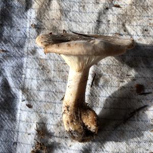 Cloudy Clitocybe