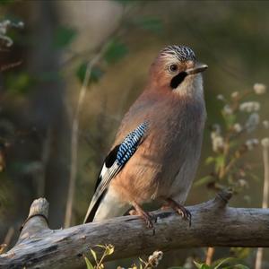 Eurasian Jay